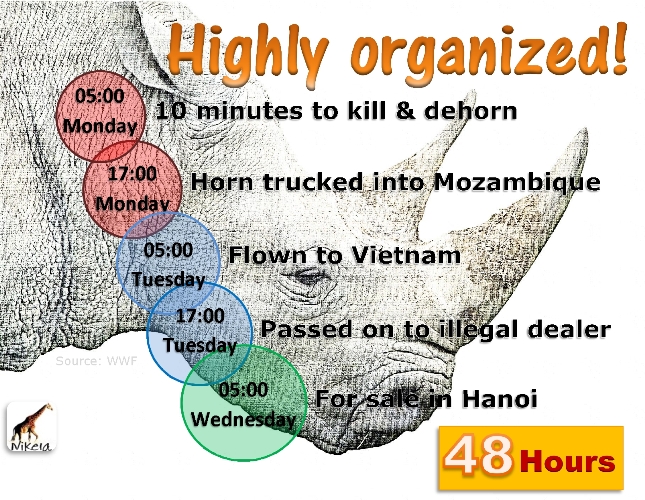 Anexo Rhino - 48-hours.jpg